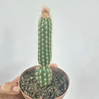 Arrojadoa rhodantha (Rabo de Raposa - vaso11) - Foto 3