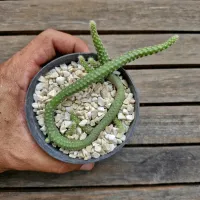 Chamaecereus luisramirezii (Rabo de rato pelado - vaso11) - Foto 3