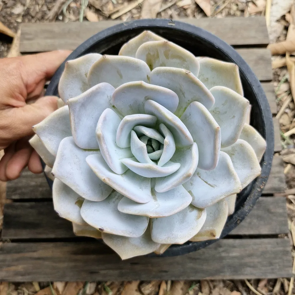 Echeveria 