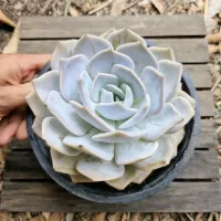 Echeveria 'Diva' (cuia18) - Foto 2