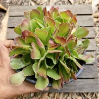 Aeonium arboreum (único - cuia18)