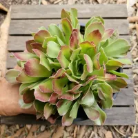 Aeonium arboreum (único - cuia18) - Foto 2