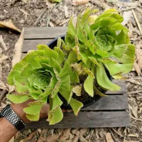 Aeonium arboreum var. holochryson (2 rosetas - cuia18) - Foto 2