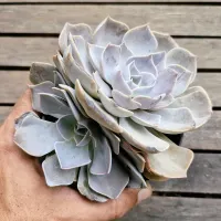 Echeveria 'Rudolph' HB (2 rosetas - vaso11)