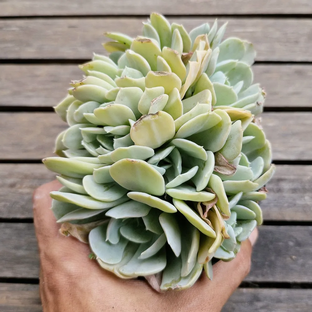 Echeveria runyonii (colônia unica - vaso11)