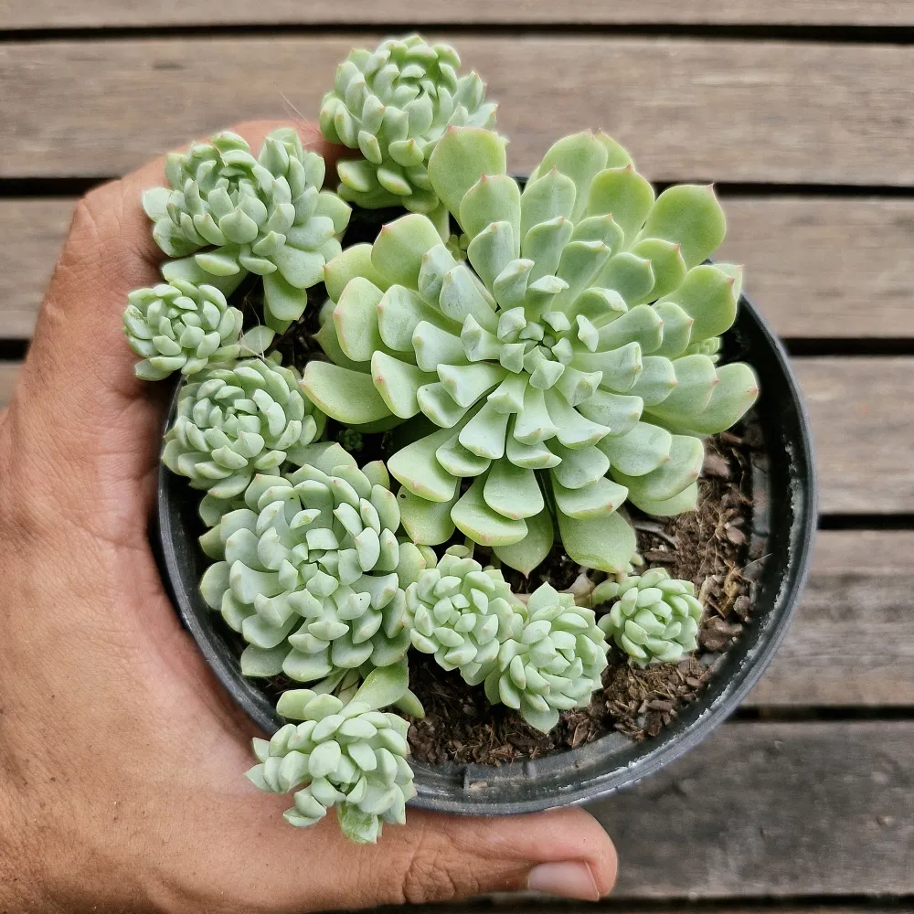 Echeveria 'Vincent Catto' HB (colônia - vaso11) Imagem