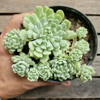 Echeveria 'Vincent Catto' HB (colônia - vaso11) - Foto 2