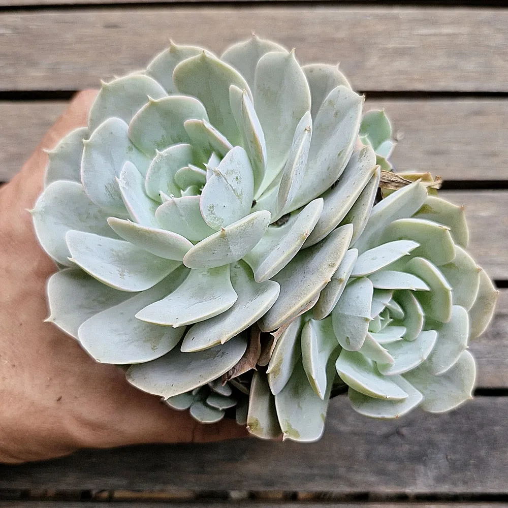 Echeveria 