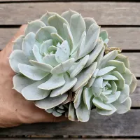 Echeveria 'Grey Prince' G (vaso11)