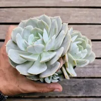 Echeveria 'Grey Prince' G (vaso11) - Foto 2