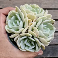 Echeveria Pinwheel (colonia - vaso11) - Foto 2