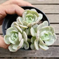 Echeveria hibrida (colonia unica - vaso11)