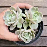 Echeveria hibrida (colonia unica - vaso11) - Foto 2