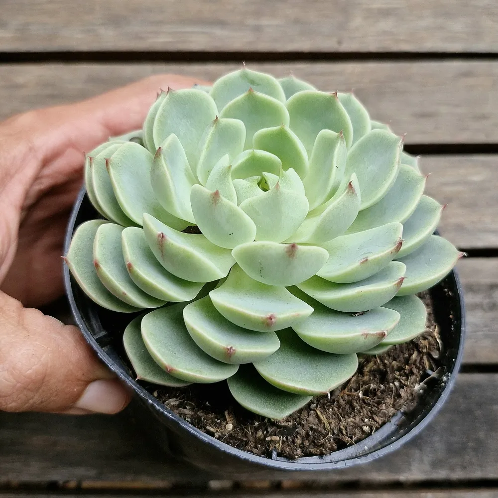 Echeveria 'Ben Badis' (vaso11) Imagem