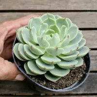 Echeveria 'Ben Badis' (vaso11)