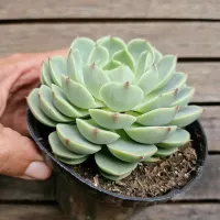 Echeveria 'Ben Badis' (vaso11) - Foto 2