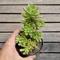 Sedum 'Joyce Tulloch' (vaso9) - Foto 2
