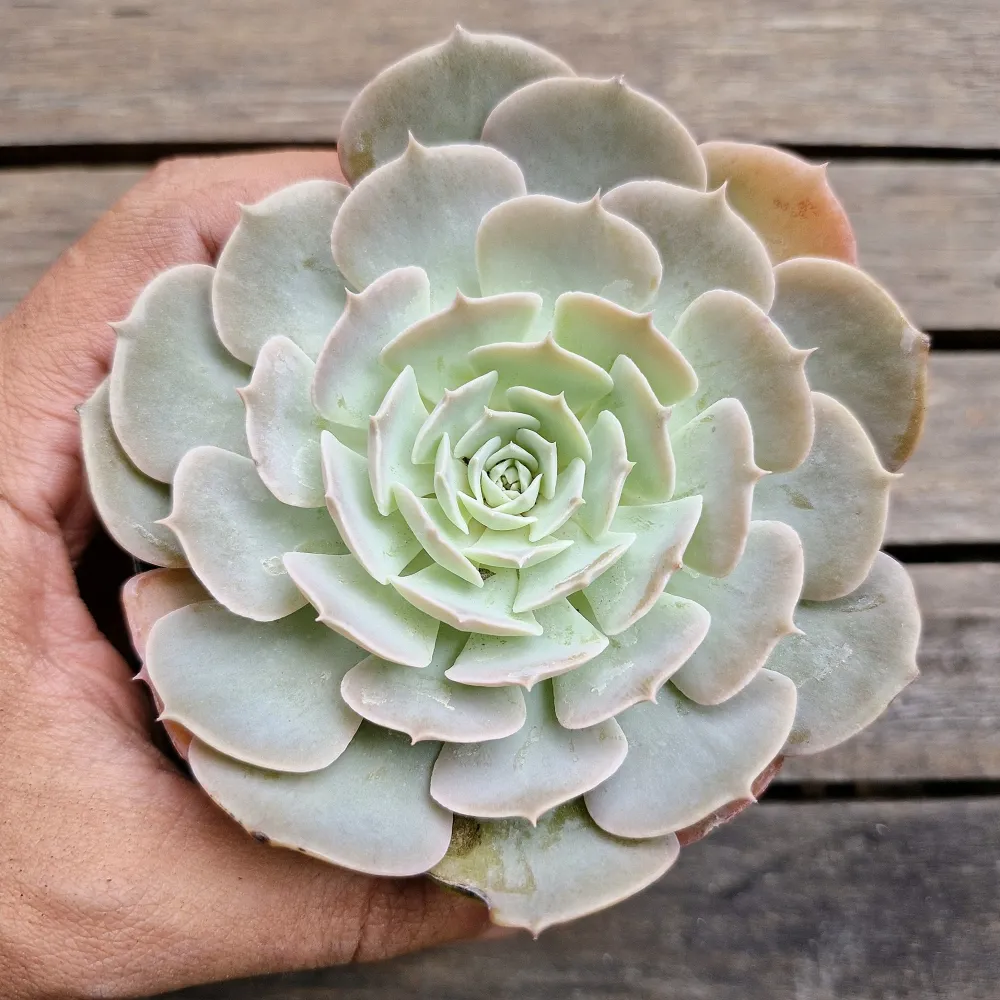 Echeveria 