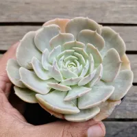 Echeveria 'Wavellite' (vaso9) - Foto 2