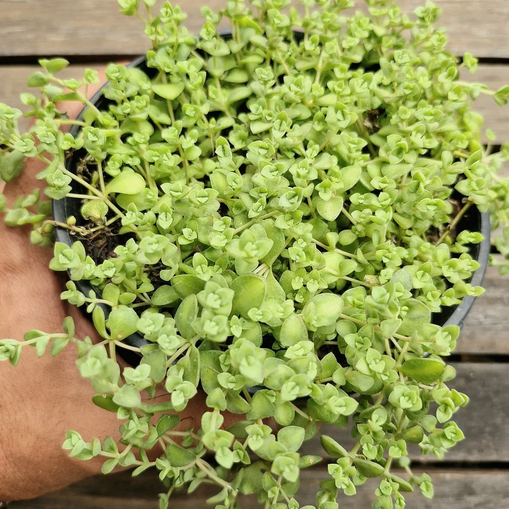Crassula marginalis var. minuta (cuia13)