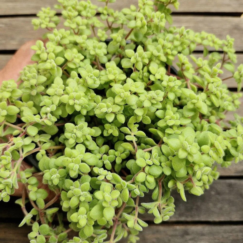 Crassula expansa (cuia13)