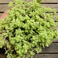 Crassula expansa (cuia13)
