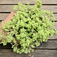 Crassula expansa (cuia13) - Foto 2