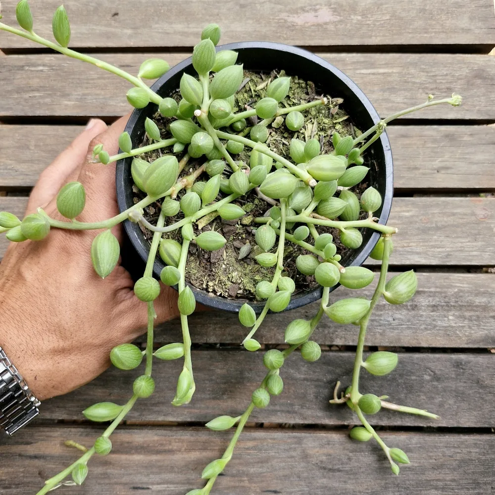 Colar de melancia (senecio herreyanus - cuia13)