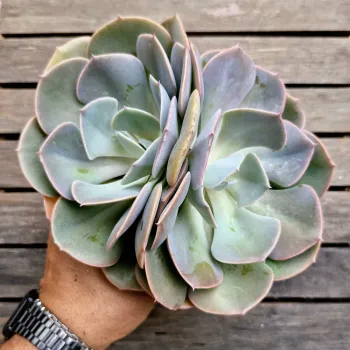 Echeveria 'Dusty Rose' (colônia - vaso11) - Foto 2