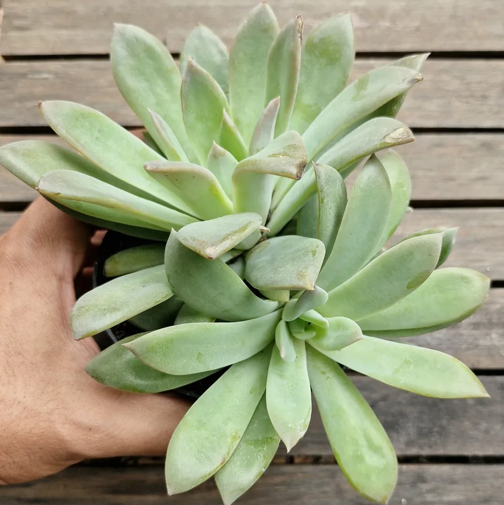 Echeveria colorata branditii HB (vaso11)