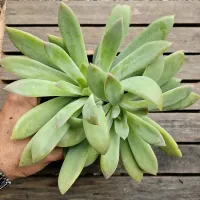 Echeveria colorata branditii HB (vaso11) - Foto 2