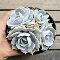 Echeveria lilacina (colônia- vaso11)