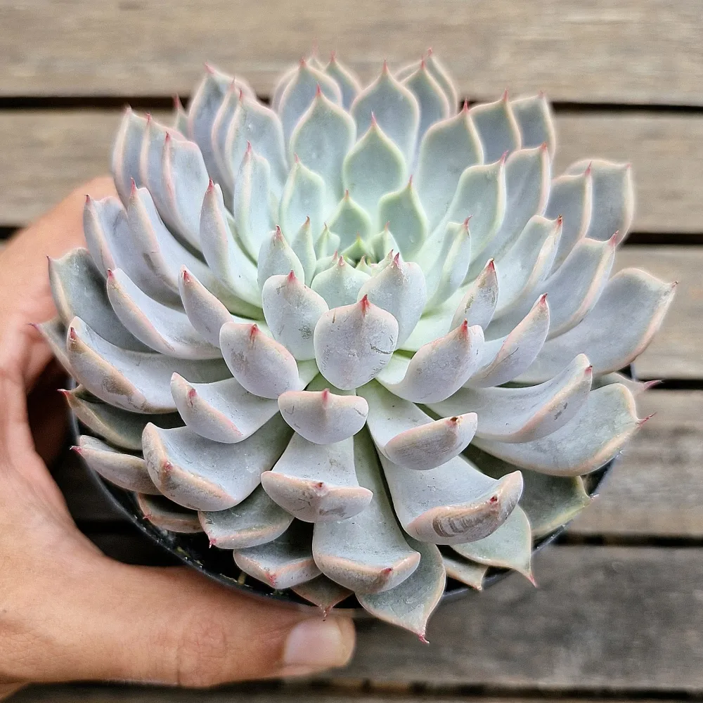 Echeveria texensis 'Rosea' (vaso11) Imagem
