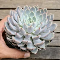 Echeveria texensis 'Rosea' (vaso11)