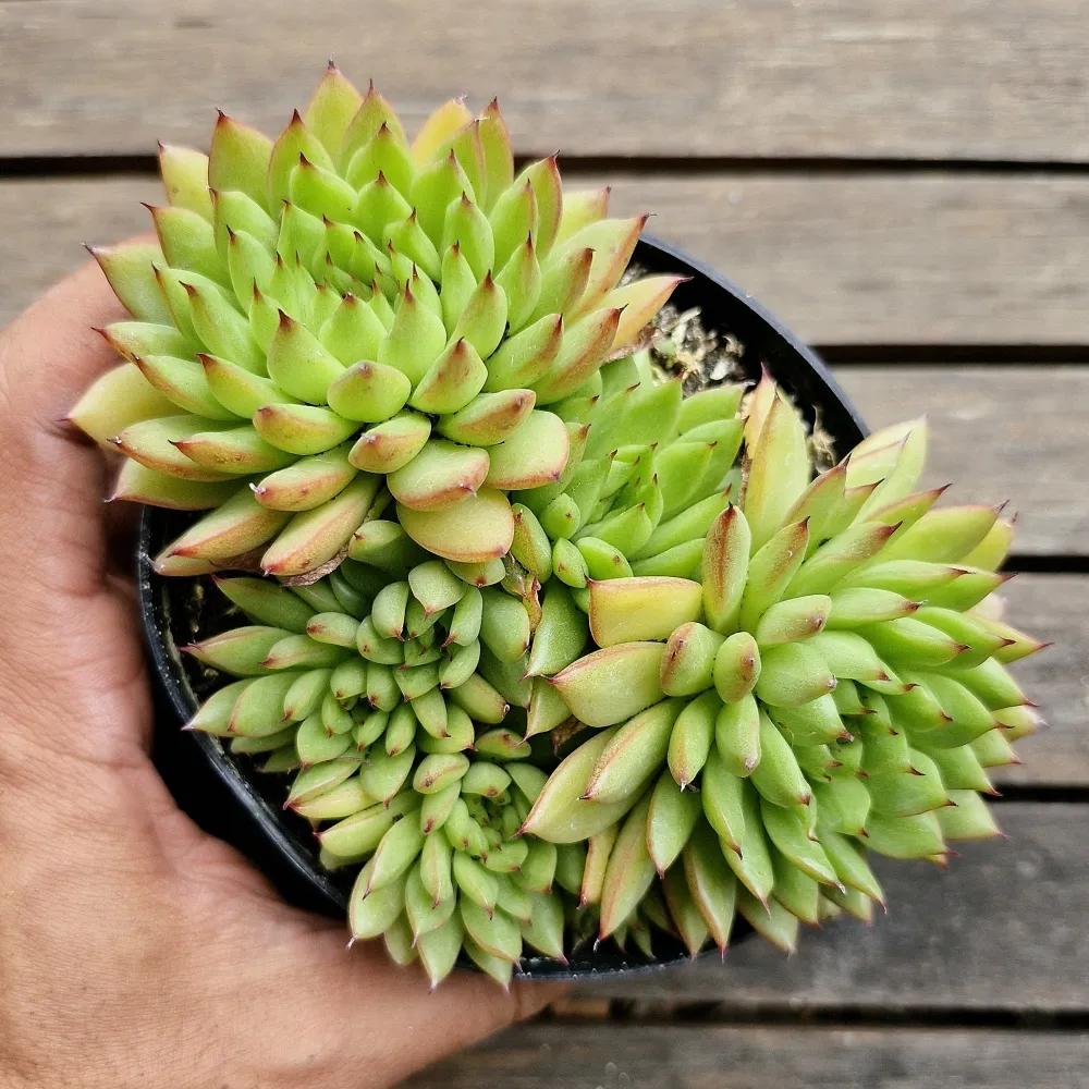 Echeveria agavoides 