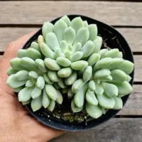 Echeveria setosa rundelli  HB (colonia unica - vaso11)