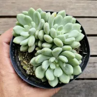 Echeveria setosa rundelli  HB (colonia unica - vaso11) - Foto 2