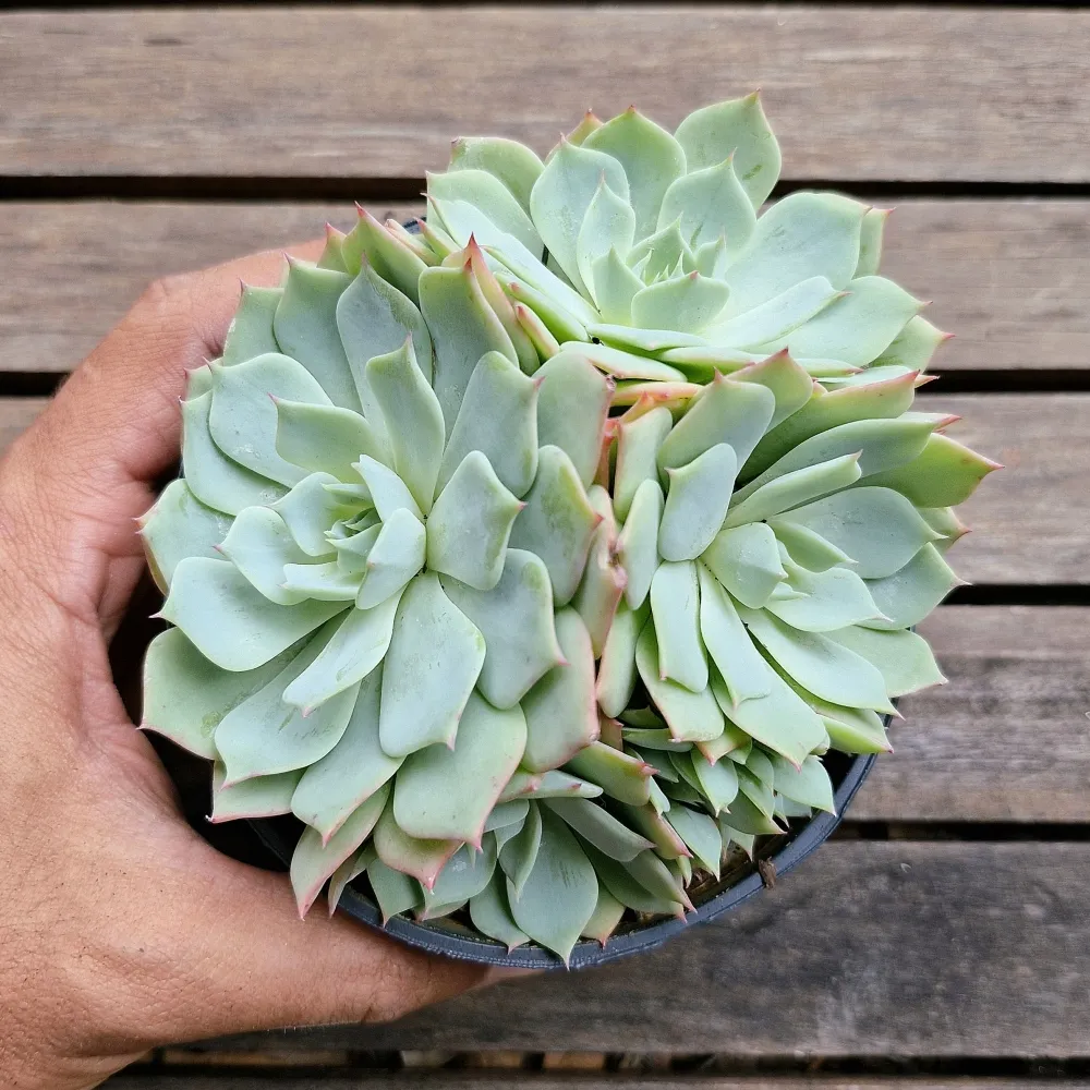 Echeveria secunda 