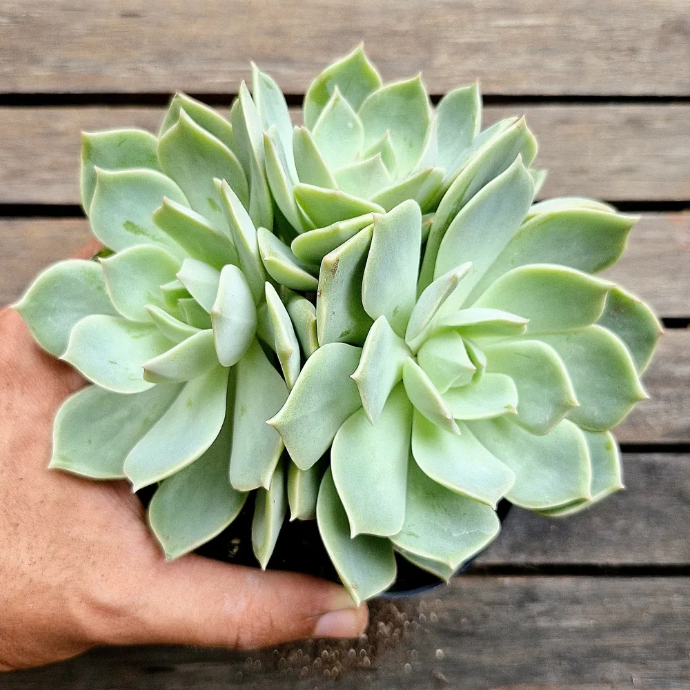 Echeveria 