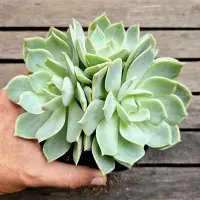 Echeveria 'Titubans' x 'Vanbreen' (colônia- vaso11)
