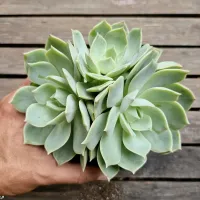 Echeveria 'Titubans' x 'Vanbreen' (colônia- vaso11) - Foto 2