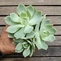 Echeveria 'Titubans' x 'Vanbreen' (colônia- vaso11) - Foto 3