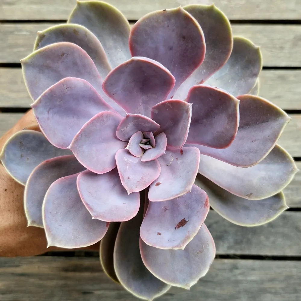 Echeveria 