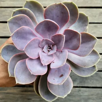 Echeveria 