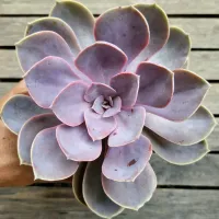 Echeveria 'Linn' (vaso11)