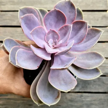 Echeveria 'Linn' (vaso11) - Foto 2