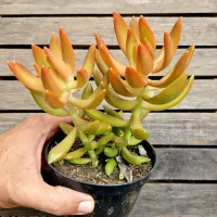 Sedum 'Firestorm' (vaso11)