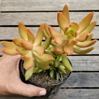 Sedum 'Firestorm' (vaso11) - Foto 2