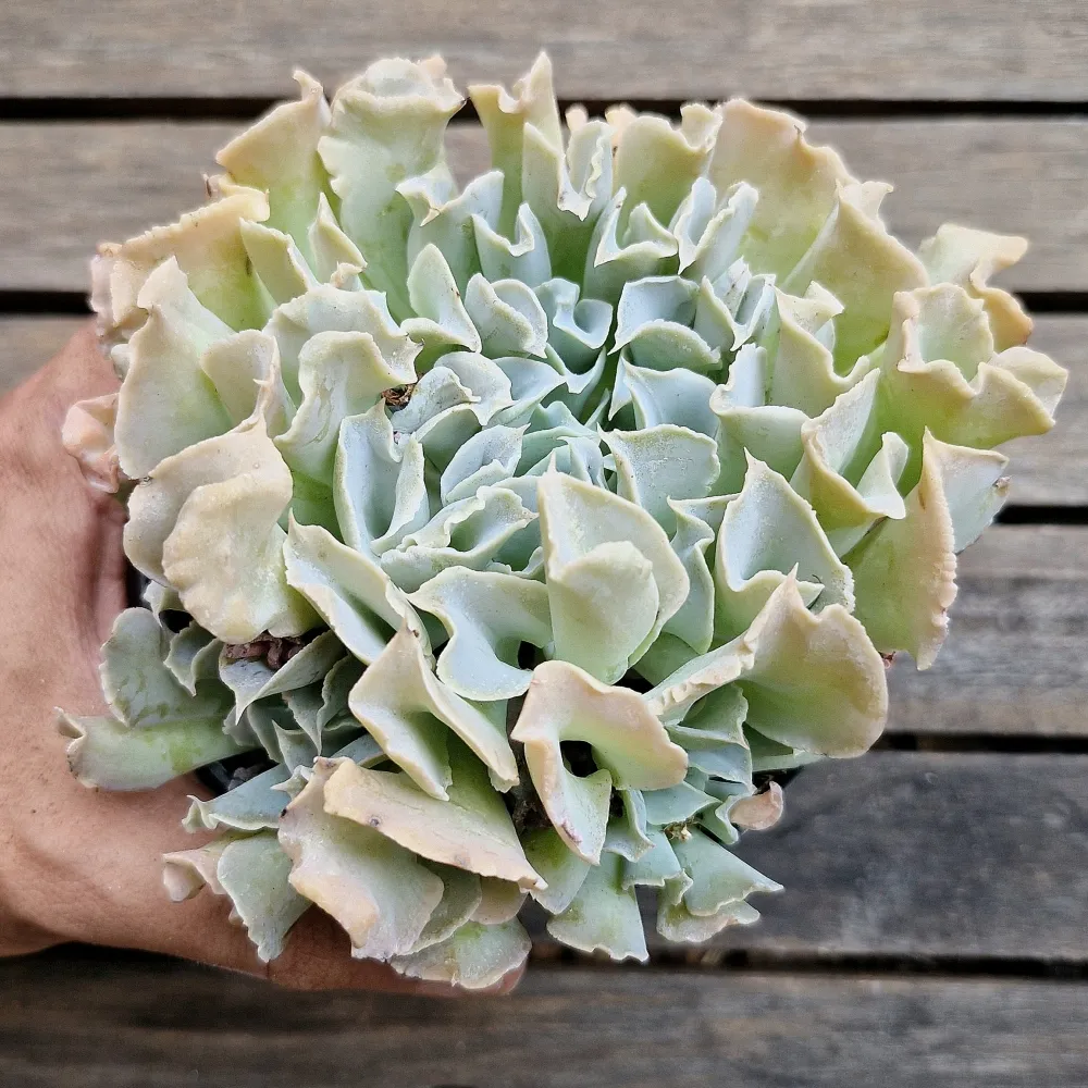 Echeveria 