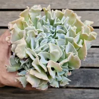Echeveria 'Nichi' (Shaviana X 'Topsy Turvy' - vaso11)